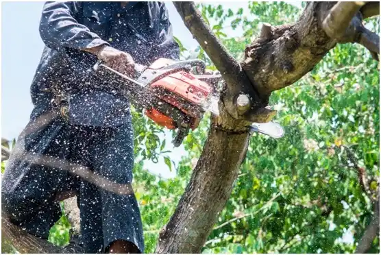 tree services Adams